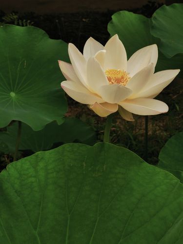 莲心难求 Cover